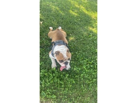 İngiliz bulldog köpeğimiz