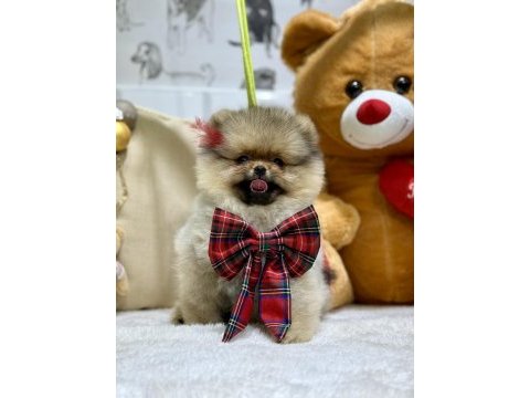 Show class pomeranian boo ayıcık kızımız