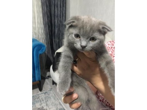 Miniklerimiz scottish fold