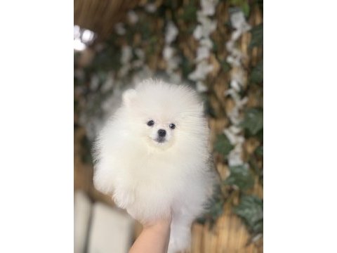 Üst kalite pomeranian