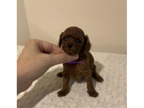 Kore dişi poodle