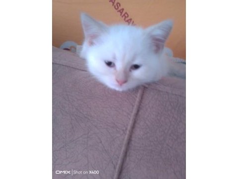 Sahiplendirme british longhair