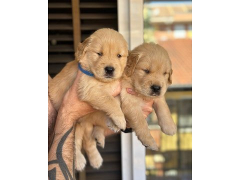 Piyasadan değil ev ortamından golden retriever yavrular