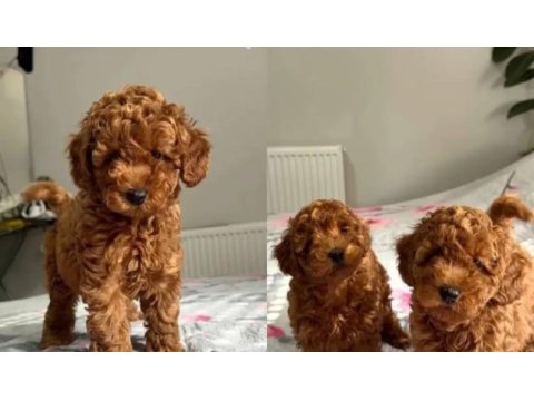 Aşılı  toypoodle yavrularımız 
