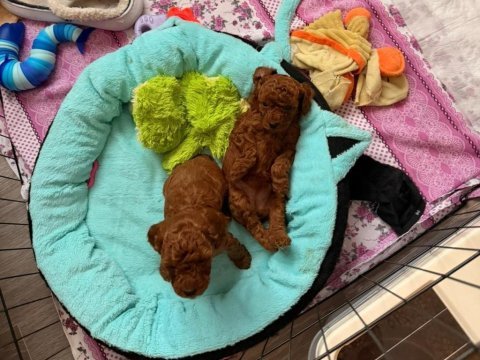 Toy poodle yavrular