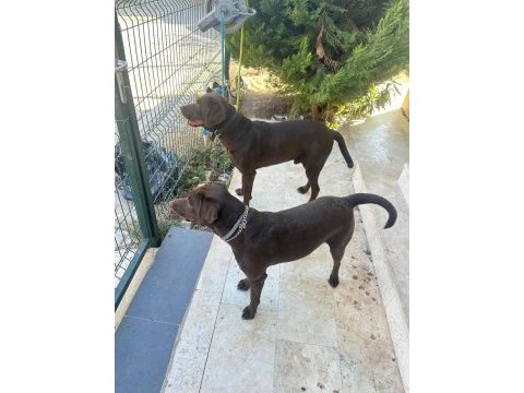 Labrador chocolate izmir