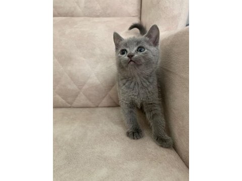 Safkan british shorthair ayı surat bebekler