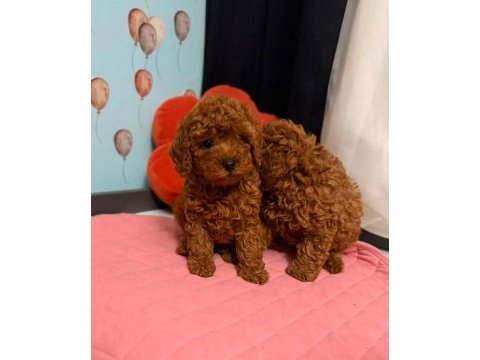 Teacup poodle yavrular