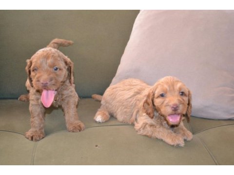 2 aylık teslime hazır 3 erkek 3 dişi maltipoo