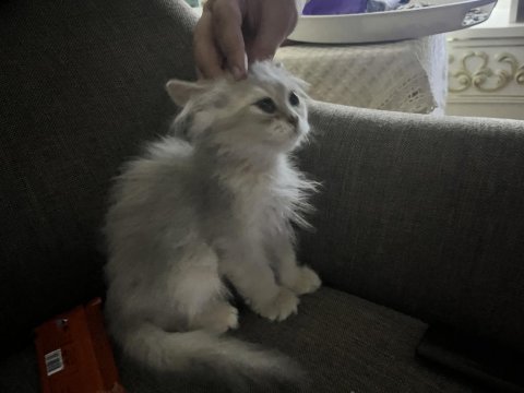 2 aylık erkek british longhair yavrumuz