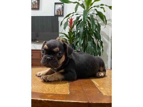 Egzotik french bulldog bebekleri