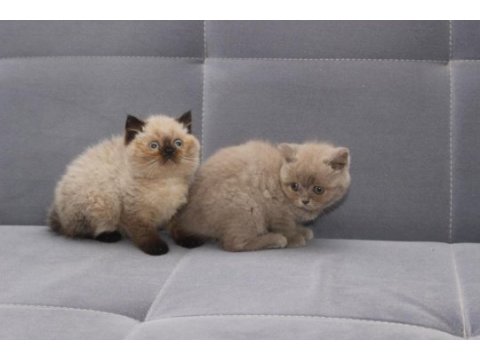 British shorthair yavrularımız sağlık ve ırk garantili