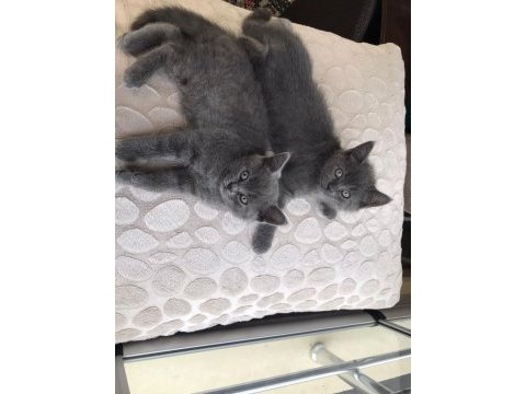 50 günlük british shorthair
