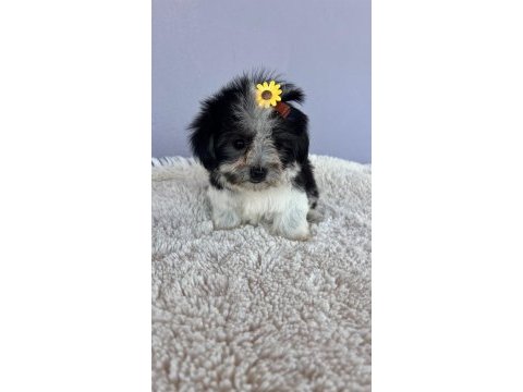 Morkie bebeklerimiz çok özel