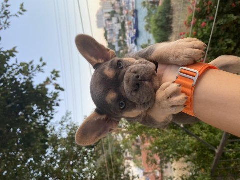 Aşıları yapıldı teslime hazır fransız bulldog yavrular