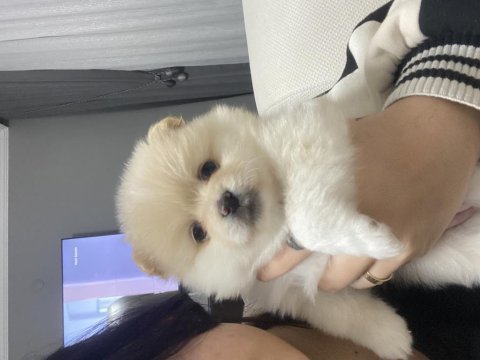 Dişi pomeranian