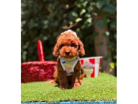 Orjinal toyy poodle yavrularımız
