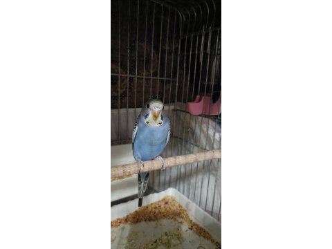 Renk güzelleri muhabbet kuşu