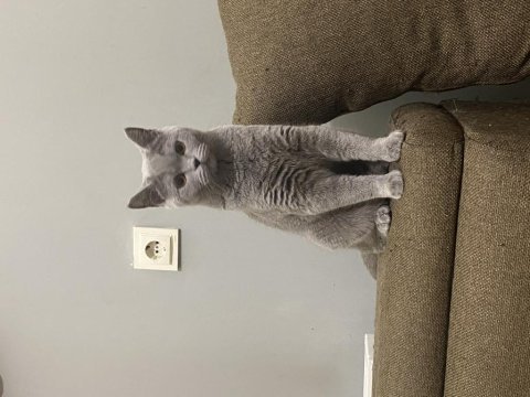 1 yaşında uygun british shorthair sahiplendirme dişi