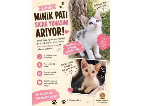 2 minik bebek kedimiz