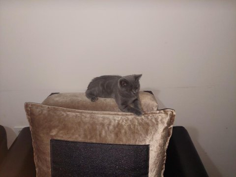 British shorthair yavru