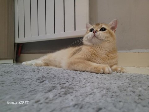 Ny12 golden 9 aylık british shorthair