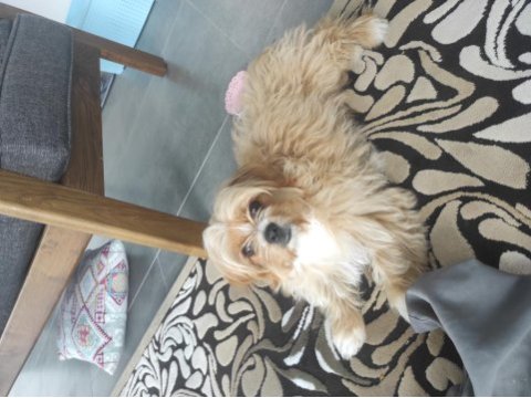 Oyuncu maltipoo tarçınımız