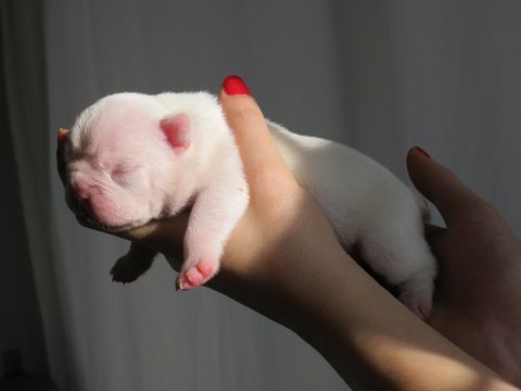 Brillante de arte kennel'dan süt beyaz french bulldog