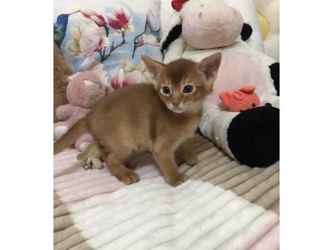 Safkan secereli anne babadan abyssinian yavrular