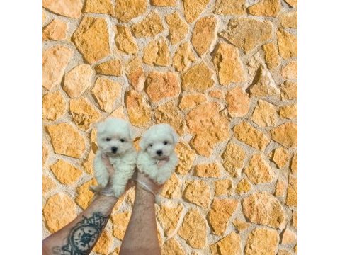 Tüy dökmeyen maltese terrier bebekler