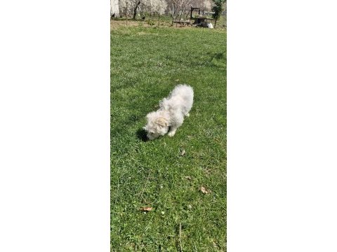 Dişi maltese terrier köpeğimiz yeni sahibini arıyor