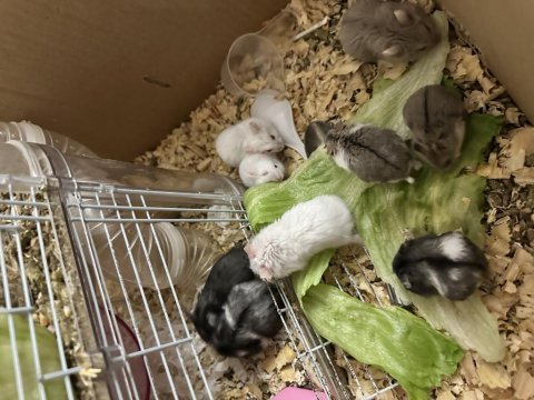 Hamster ataşehir