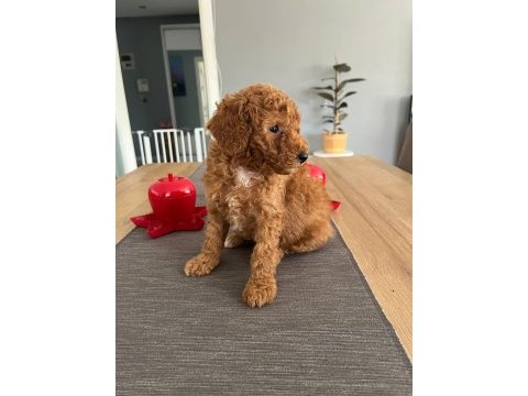 Dişi toy poodle