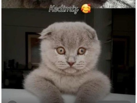 3 aylık erkek scottish fold