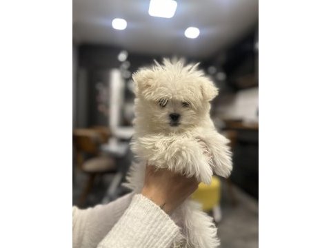 Teacup maltese