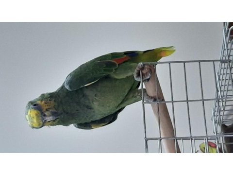 Amozon papağanı cts belgeli