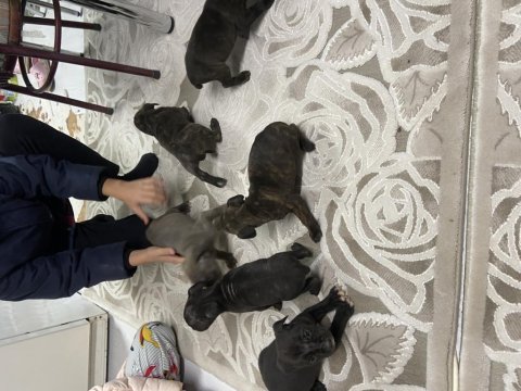 Safkan cane corso yavruları sahiplendirme