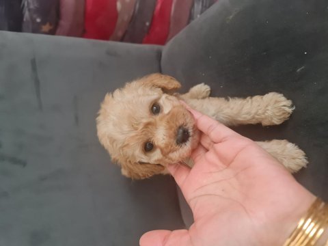 Tuvalet egitimli minyatür maltipoo minnaklarım