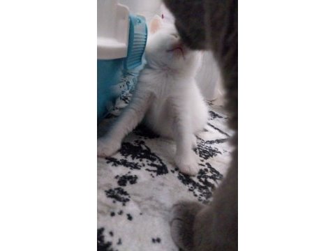 1 aylık sütten kesilince teslim british shorthair