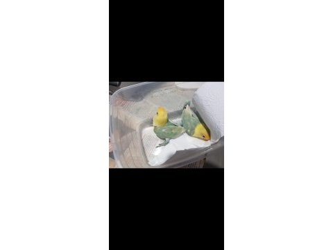 Temiz kafa orjinal parbulu cennetler