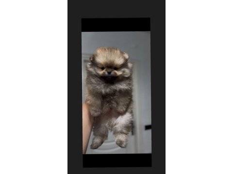 Sağlık ve ırk garantili pomeranian boo