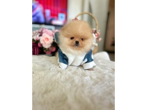 Bal gibi mini boy pomeranian ayıcık