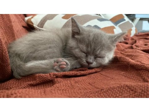 2 aylık british shorthair lilac rengi