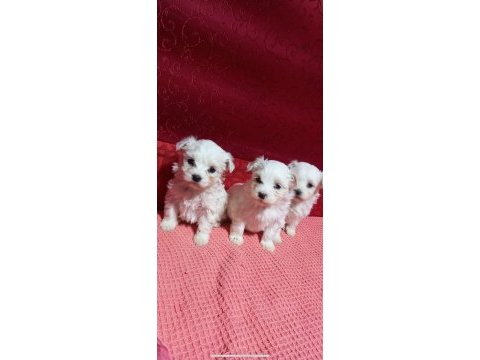 Ev doğumu maltese bebekler