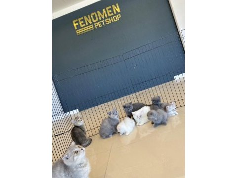 Kedi dünyasından renk renk brıtısh yavrular ankara