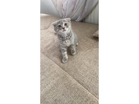 Scottish fold kedimizin yavruları
