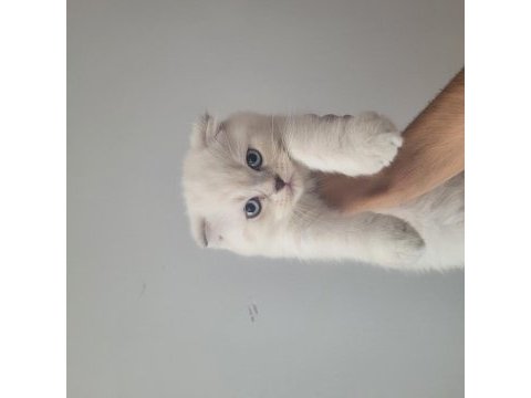 Kendi kedimin scottish fold yavruları sahiplendireceğim