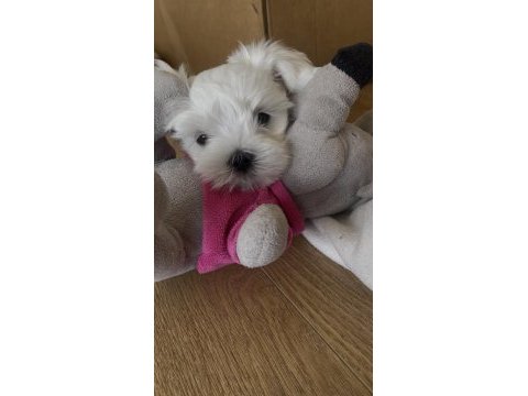 0 numara kore maltese
