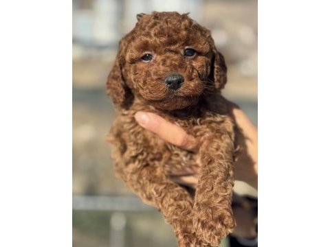Petmode köpek çiftliğinden redbrown toy poodle