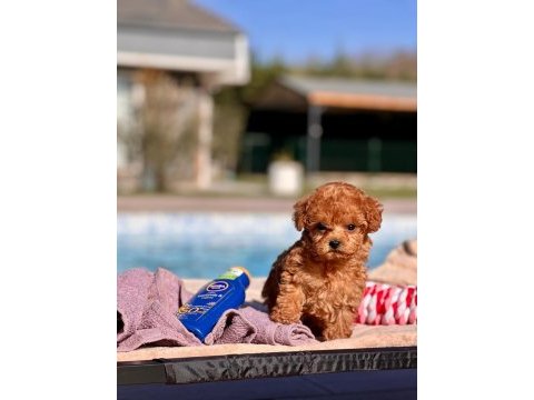 Poodle çifliğinden harika bebekler